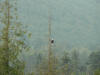 eagle  tree rez.JPG (280381 bytes)